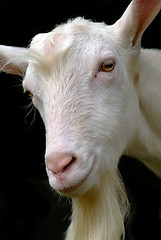 Image showing ziege | goat