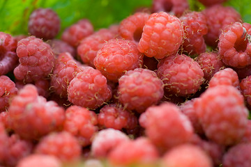 Image showing raspberry