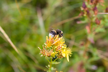 Image showing Jumblebee on the wildflower