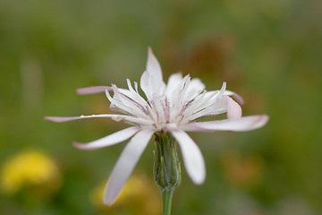 Image showing Wildflower