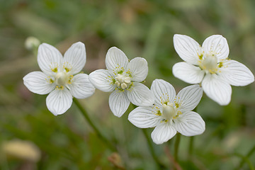 Image showing Wildflower