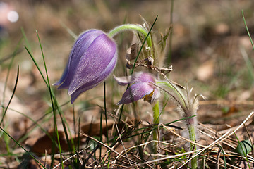 Image showing Spring flowers