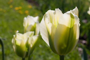 Image showing White tulip