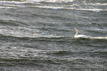 Image showing swan