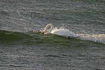 Image showing swan