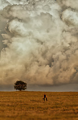 Image showing Lonely tree in the clouds.