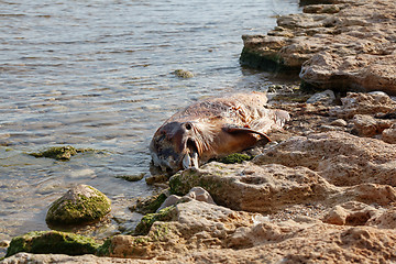 Image showing Dead  dolphin.