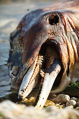 Image showing Dead Bottlenose dolphin  lies on the coast