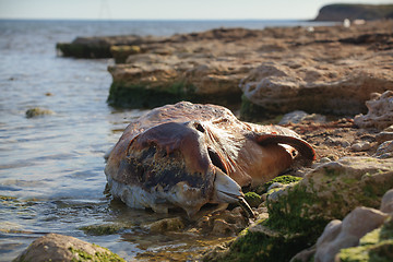 Image showing Dumped on the land Bottlenose dolphin