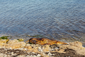 Image showing Dumped on the land  dolphin