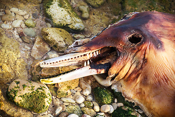 Image showing Dead Bottlenose dolphin.