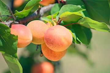 Image showing Apricot