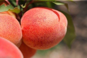 Image showing apricots