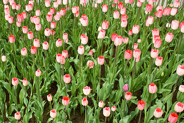 Image showing Beautiful flowers - tulips.