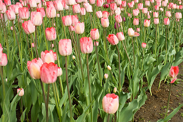 Image showing Beautiful flowers - tulips.