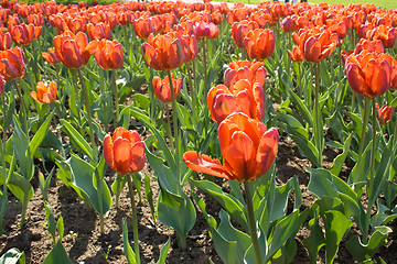 Image showing Beautiful flowers - tulips.