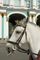 Image showing The horse at the gates of the Hermitage. St. Petersburg. Russia.