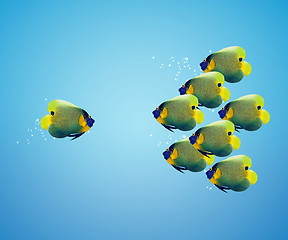 Image showing big angelfish leading group of angelfish