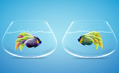 Image showing Two Angelfish in Two bowls