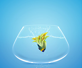 Image showing Angelfish jumping to other bowl