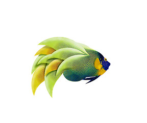 Image showing colorful angelfish