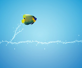 Image showing Angelfish jumping