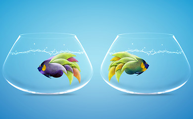 Image showing angelfish in difference way