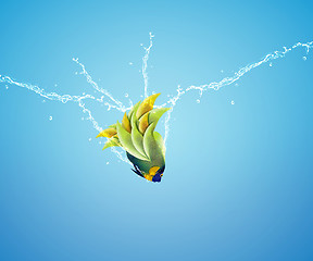 Image showing Angelfish jumping