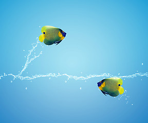 Image showing Angelfish jumping