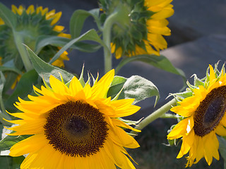 Image showing Sunflowers