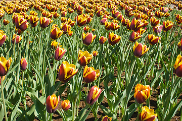 Image showing Beautiful flowers - tulips.