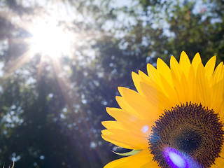 Image showing Closeup sunflower with beautiful lens flare