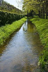 Image showing Ducks in the park.