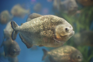 Image showing Piranha fishes