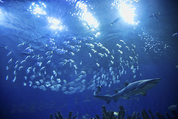 Image showing shark in blue sea