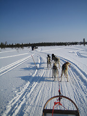 Image showing dog sledding in lapland