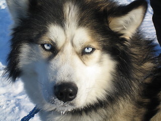 Image showing husky dog in lapland