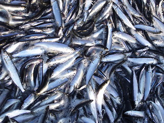 Image showing vendace fish