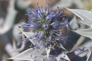 Image showing Sea holly, Cretan variant