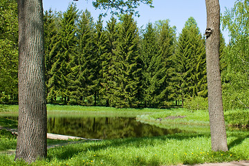 Image showing A pond in the royal park. St. Petersburg. Russia.