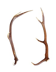 Image showing red deer antler isolated on white