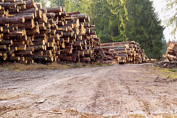 Image showing rural road with bunch of felled trees
