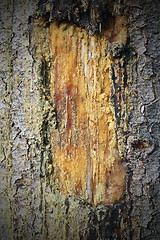 Image showing scar on a tree trunk