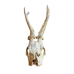 Image showing trophy of roe deer buck
