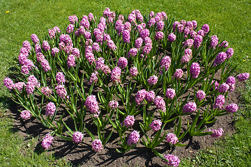Image showing Beautiful flowers - tulips.
