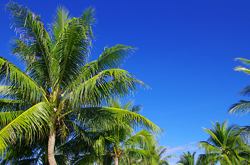 Image showing palm tree 