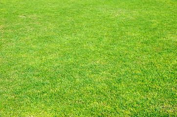 Image showing  green grass 