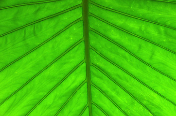 Image showing  green leaf 