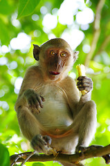 Image showing monkey 