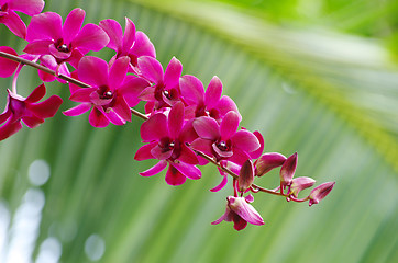 Image showing orchid 